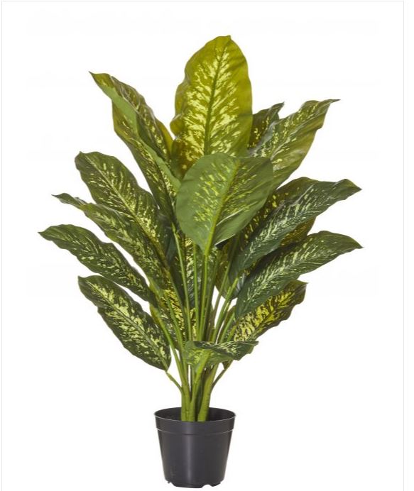 Dieffenbachia plant 120cm