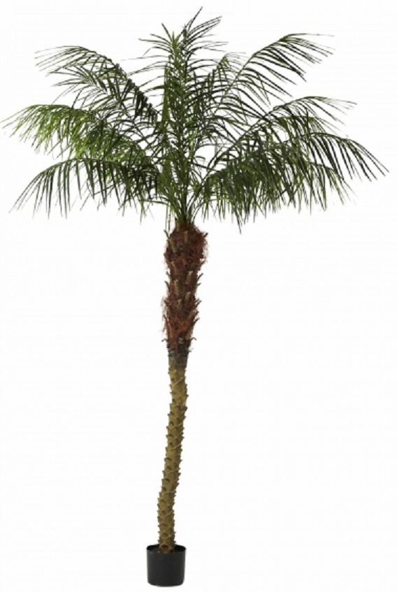 Phoenix Palm 210 cm