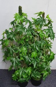 Artificial Marijuana Plant-LGE- DOUBLE