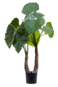 Alocasia plant 100cm