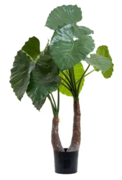 Alocasia plant 100cm