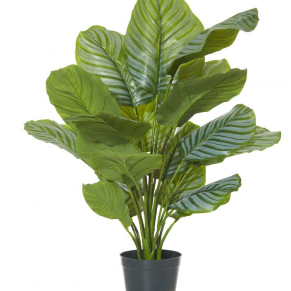Calathea plant 90cm