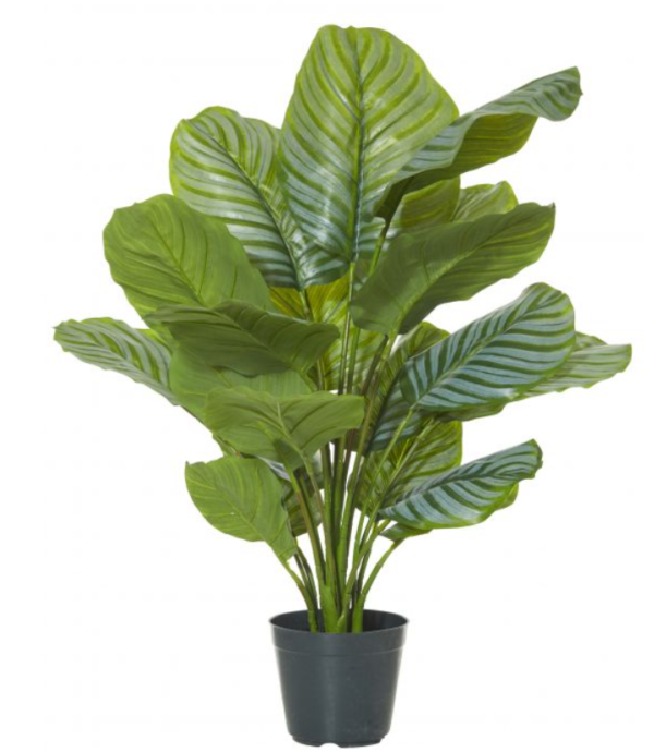 Calathea plant 90cm