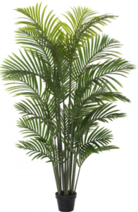 Golden Cane palm 150cm x 20lvs