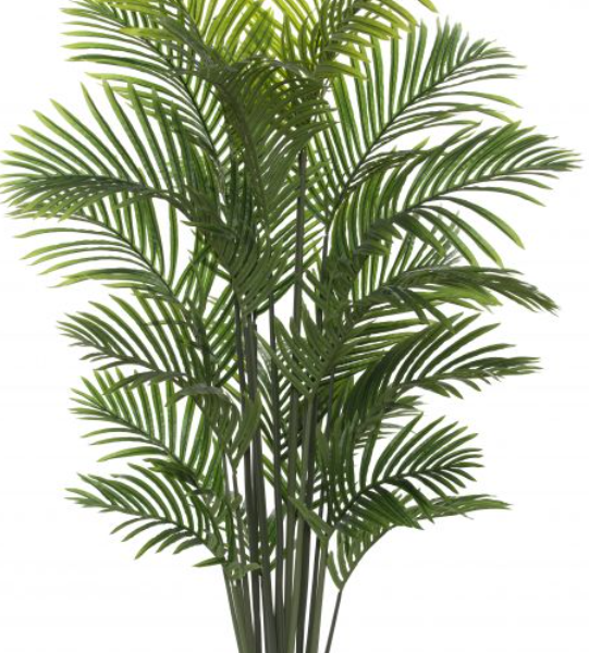 Golden Cane palm 150cm x 20lvs