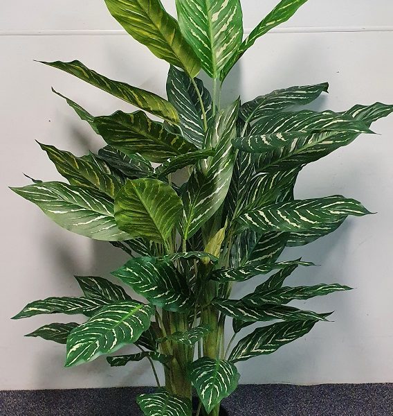 Agloanema Plant 140cm