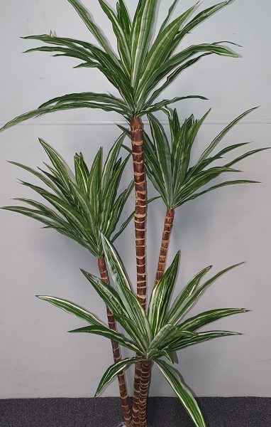 Dracaena variegated 160cm x 4 heads
