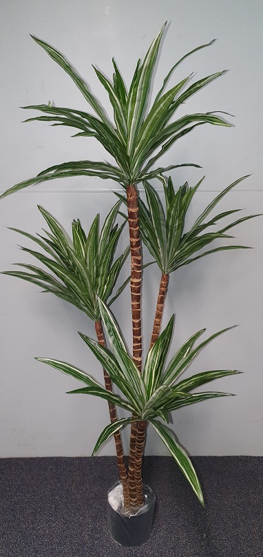 Dracaena variegated 160cm x 4 heads