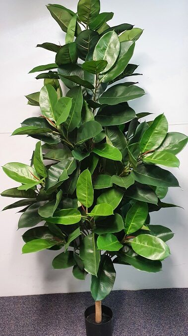 Artificial Rubber Tree 185cm on natural stems