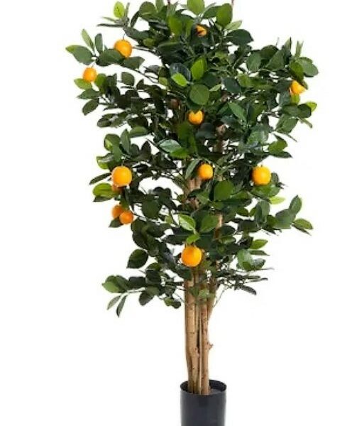 Orange Tree 120cm