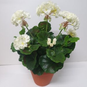 white-geranium-bush-small