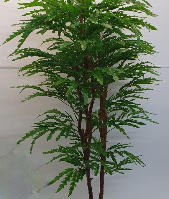 Artificial Aralia Tree 170cm – natural stems
