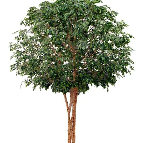 Artificial Ficus Giant Tree 3.8mts