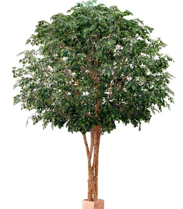 Artificial Ficus Giant Tree 3.8mts on natural timber