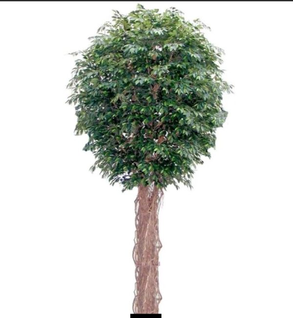 Artificial Giant Fat Ficus Liana 6.2mt