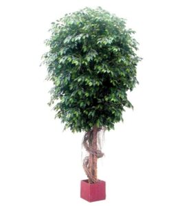 Artificial-Giant-Fat-Ficus-Tree-6.1mt