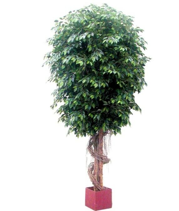 Artificial Giant Fat Ficus Tree 6.1mt on natural timber