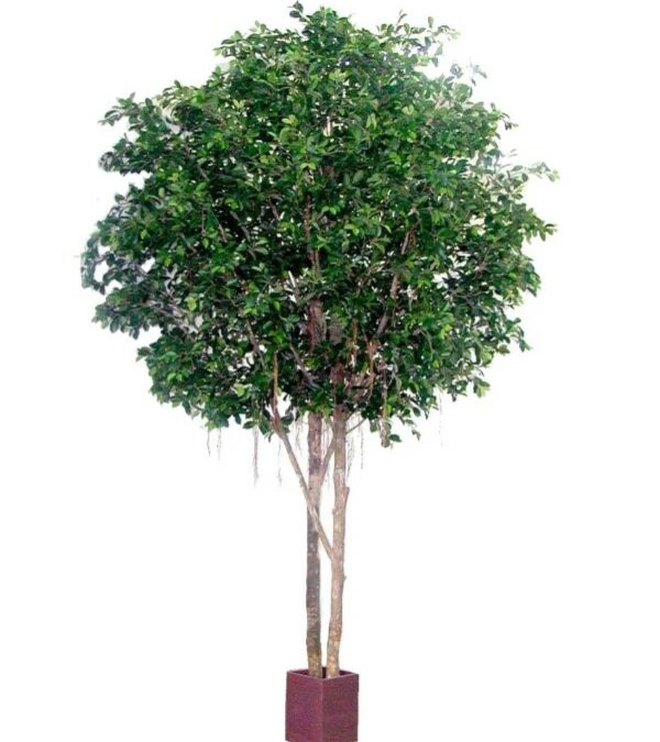 Ficus Retusa Giant Round 3.05mt – Artificial Tree
