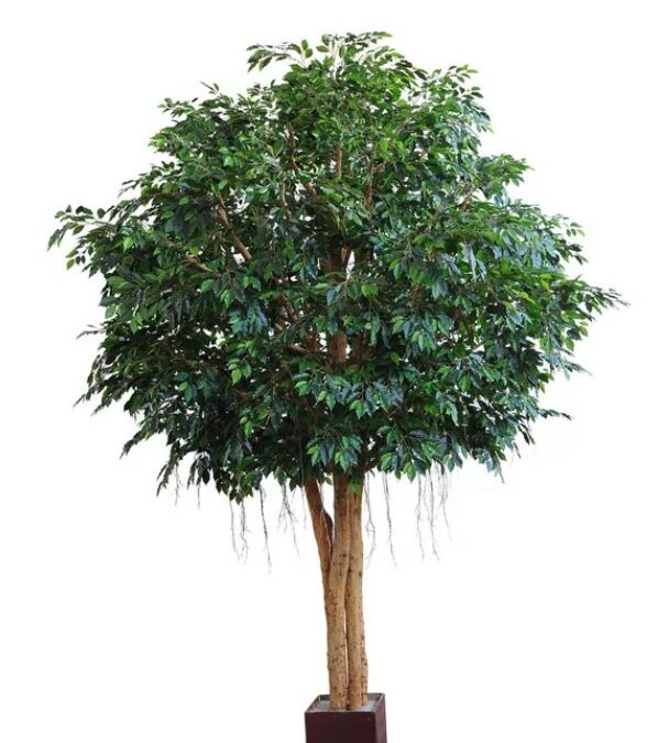 Artificial Mixed Ficus Giant Tree 3.8mts on natural timber – 20500lvs