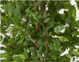 Artificial Ficus Tree 160cm